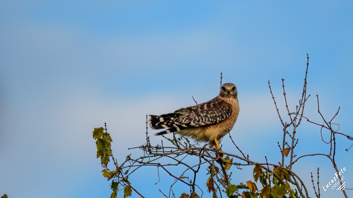 Red-shouldered Hawk