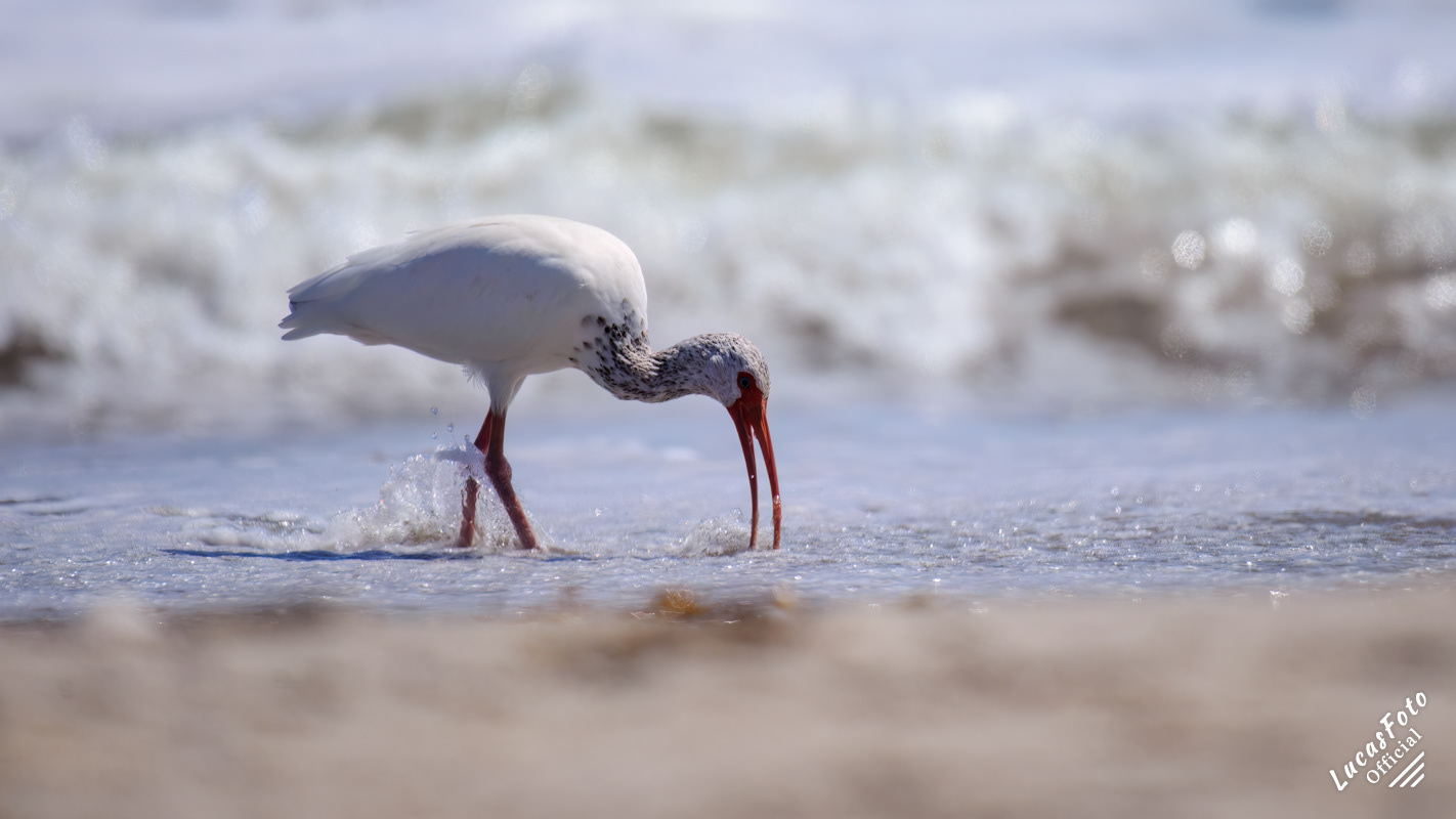 White Ibis