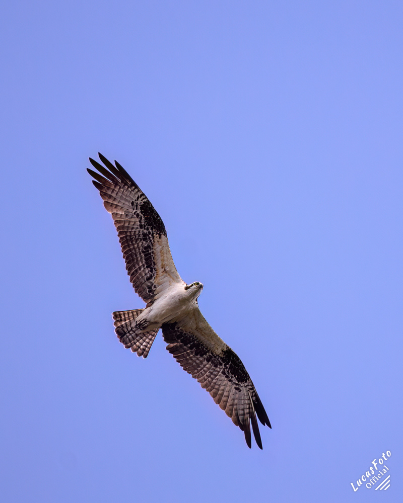 Osprey