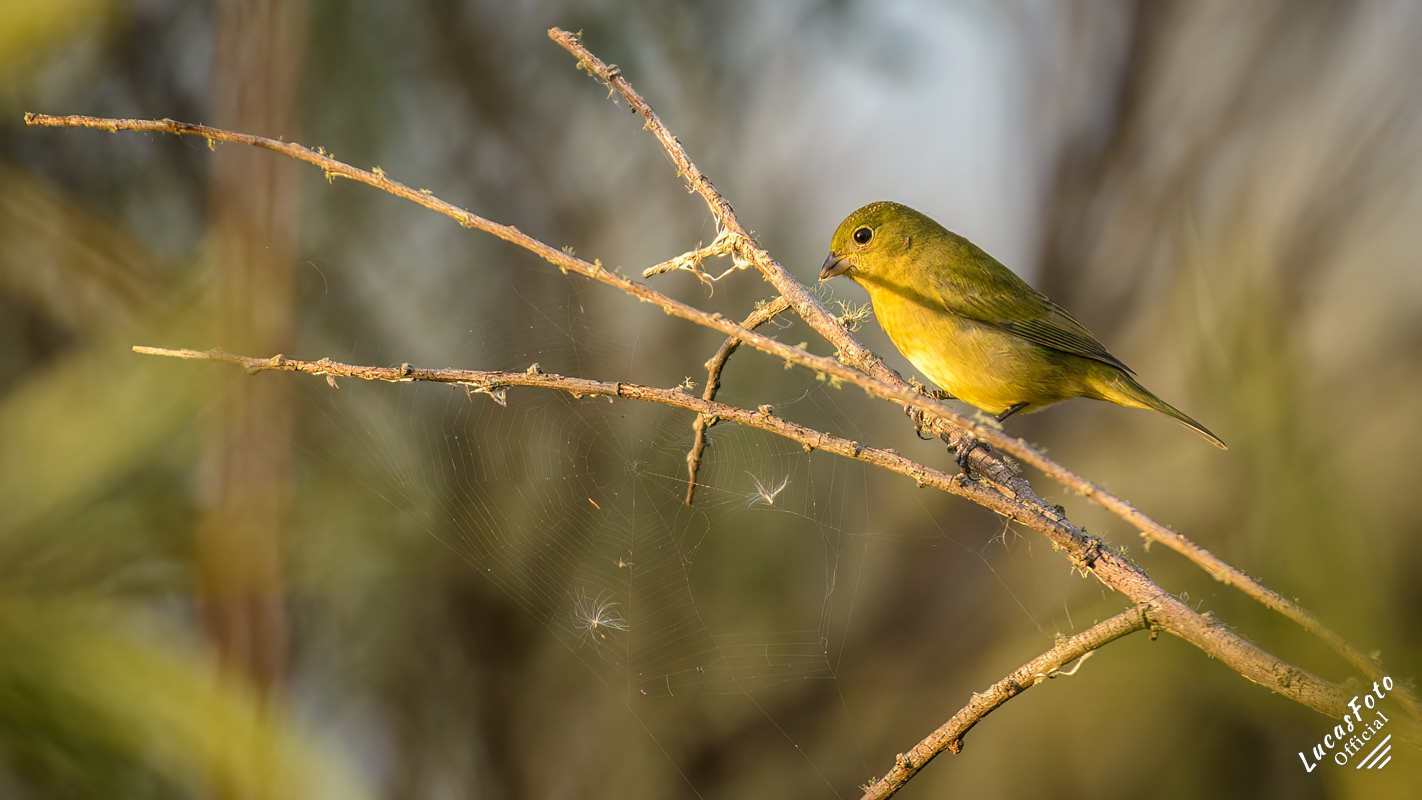 Immature female Painted Bunting