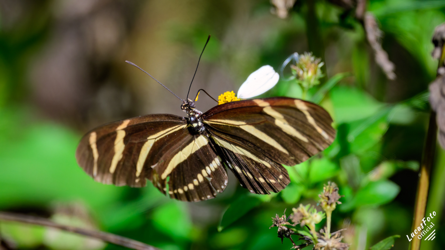 Zebra (Longwing)