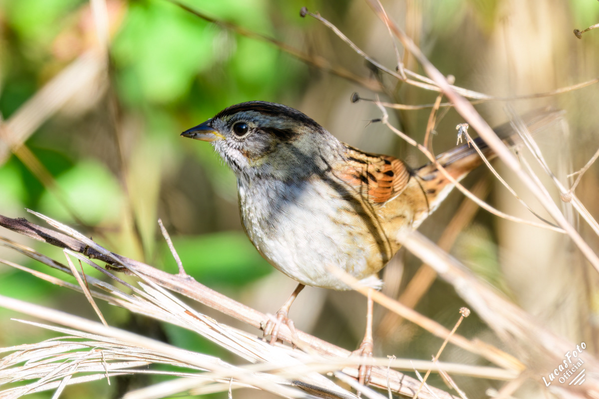 Swamp Sparrow