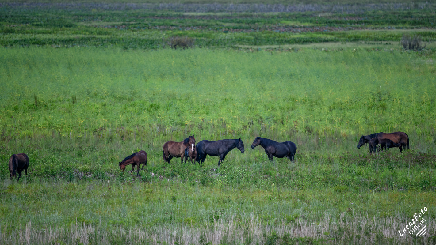 Wild Horse