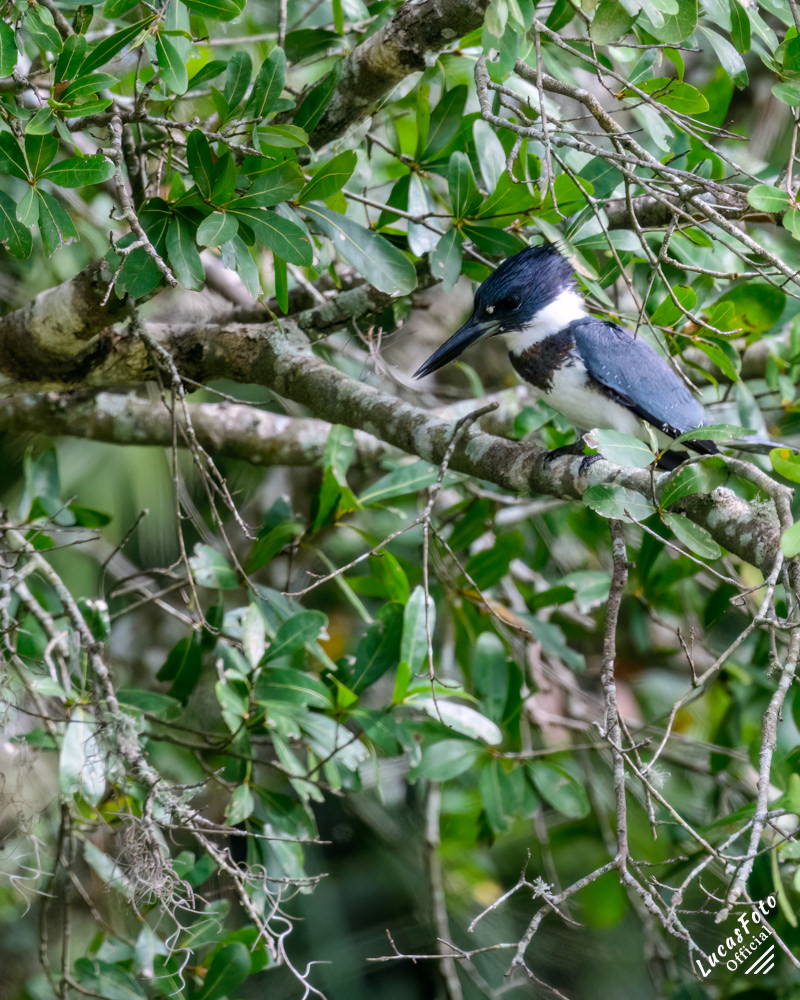 Belted Kingfisher