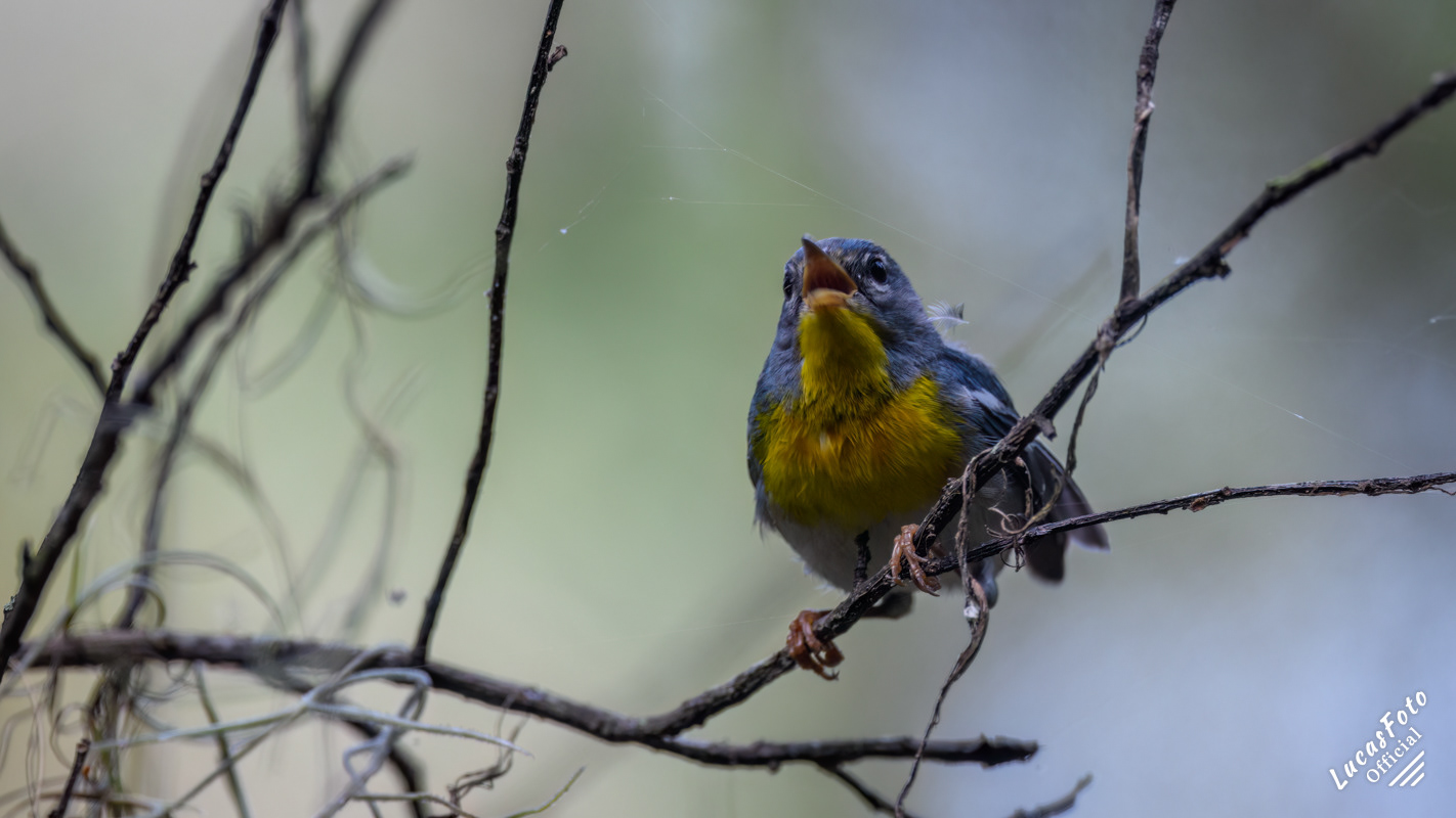 Northern Parula