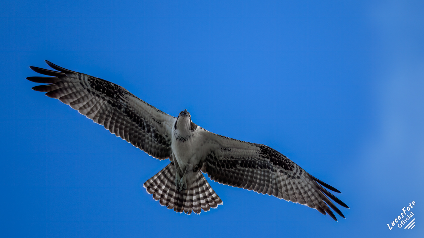 Osprey