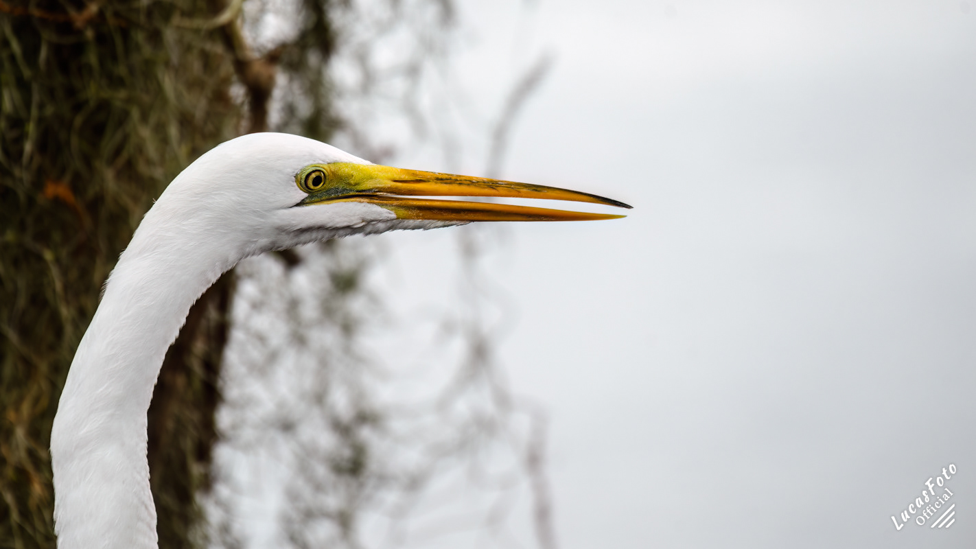 Great Egret