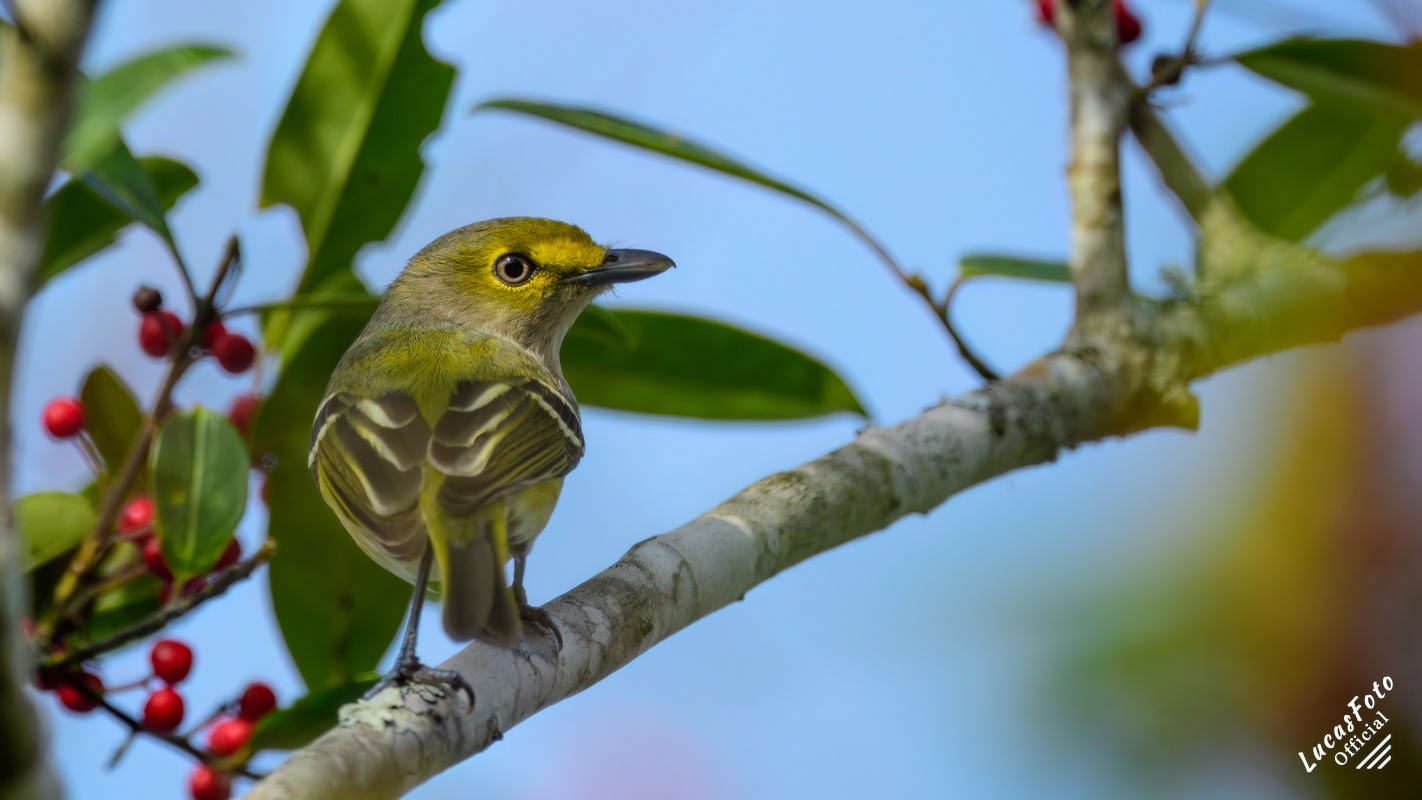 White-eyed Vireo