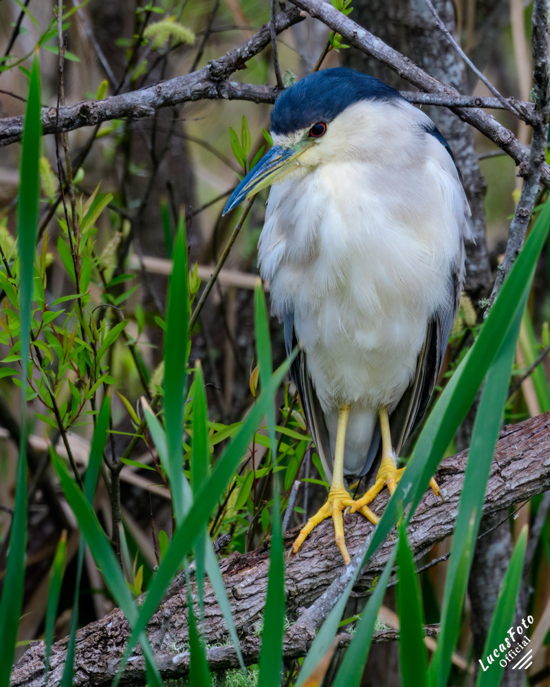 Black-crowned Night Heron