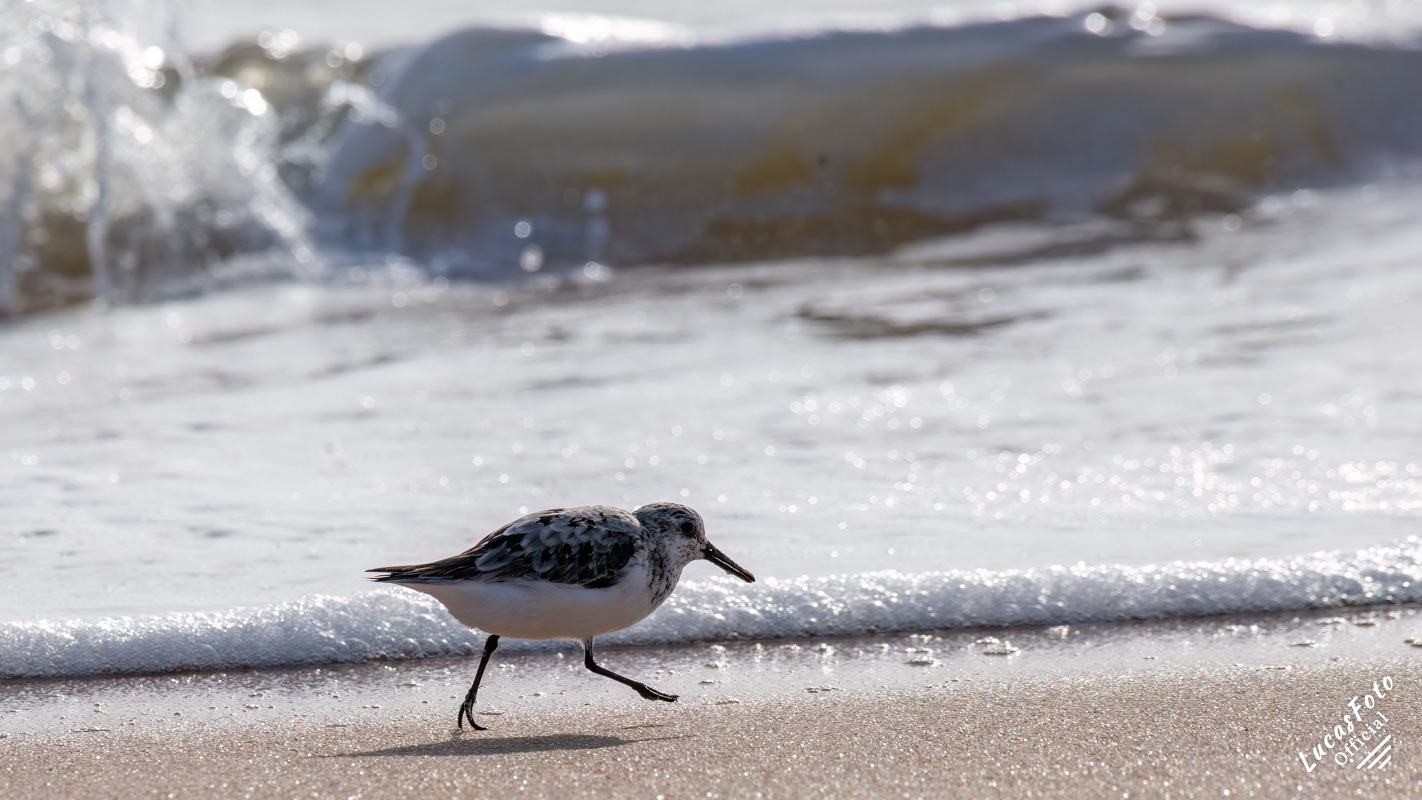 Sanderling