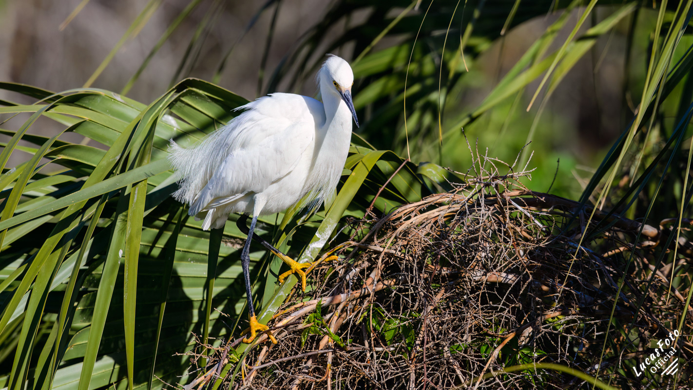 Snowy Egret