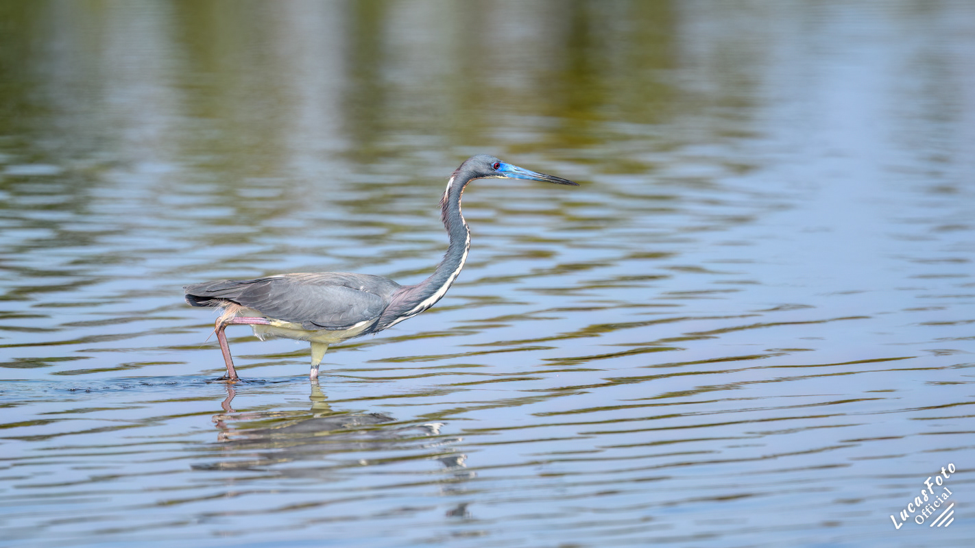 Tricolored Heron