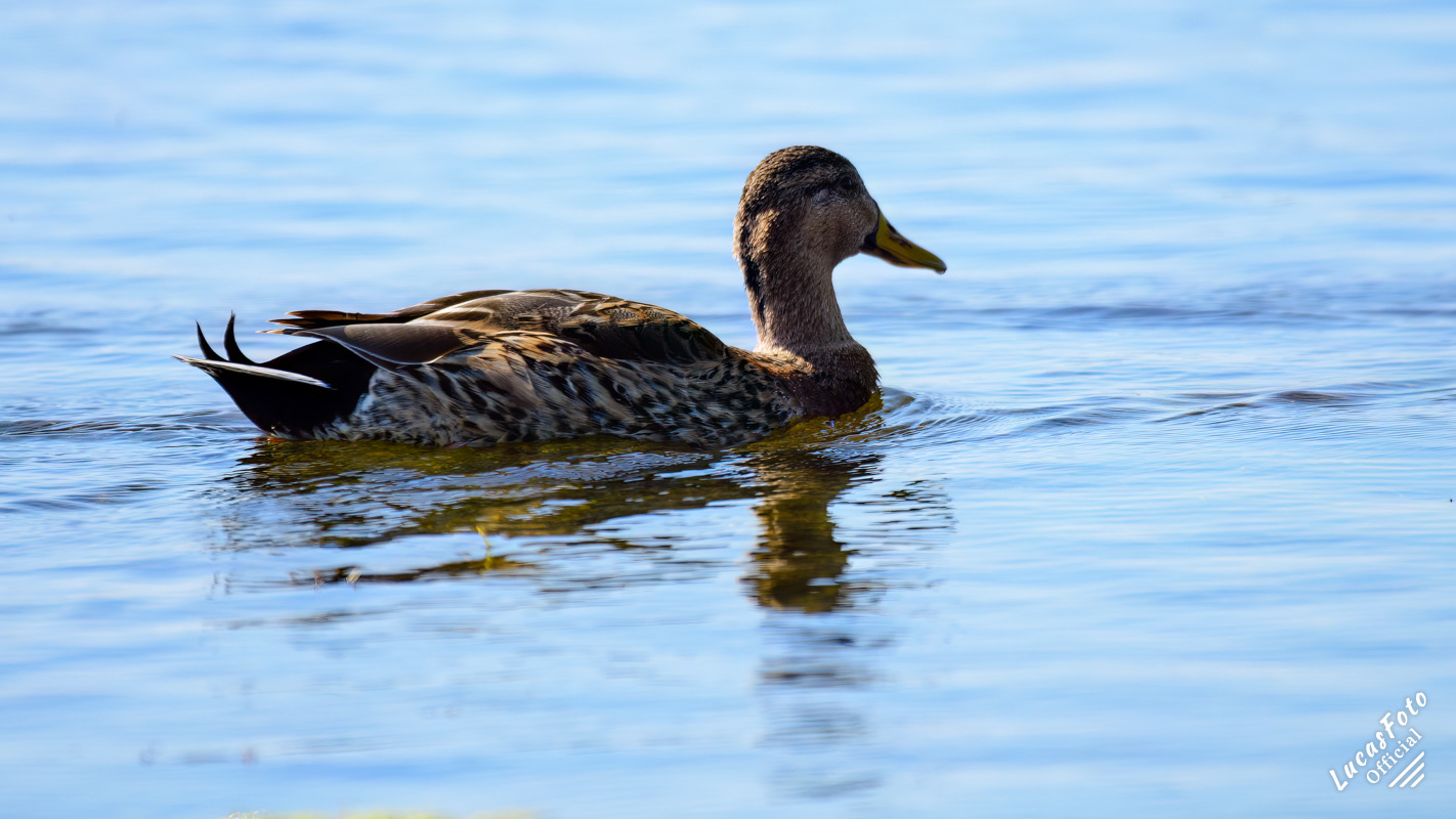 Mottled Duck