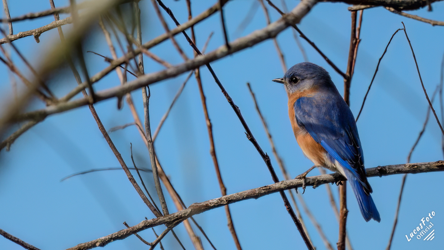 Eastern Bluebird
