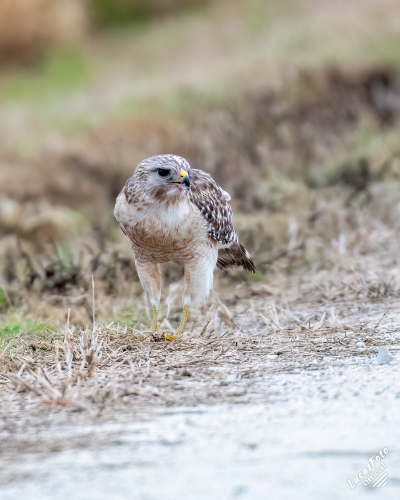 Red-shouldered Hawk
