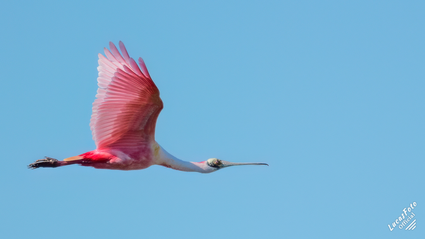 Roseate Spoonbill