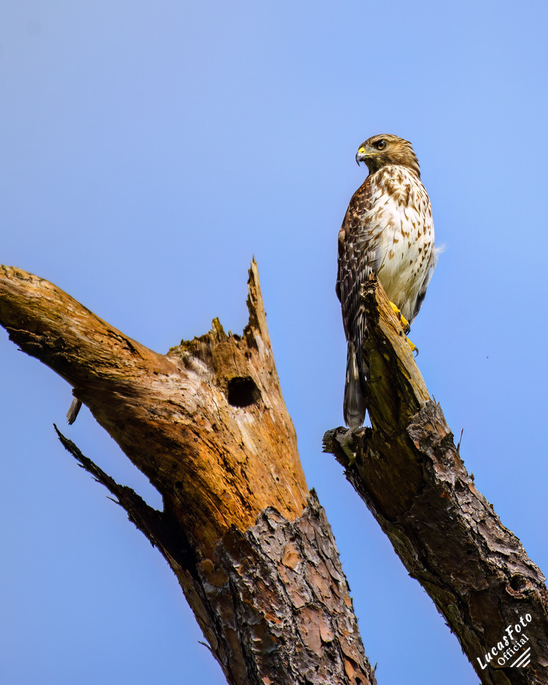 Red-shouldered Hawk