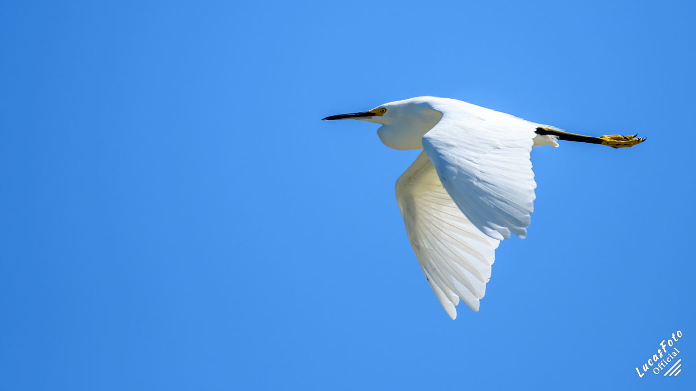 Snowy Egret