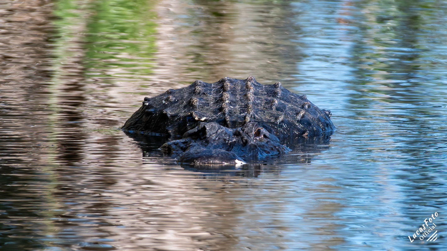 Alligator