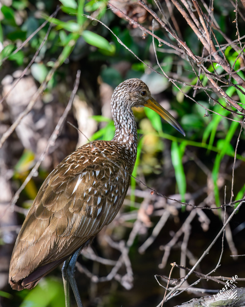 Limpkin