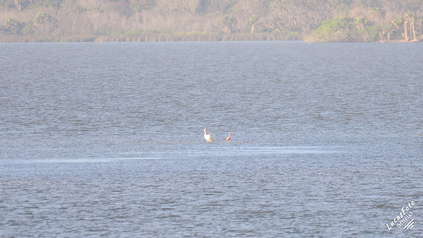 White Pelican / American Flamingo