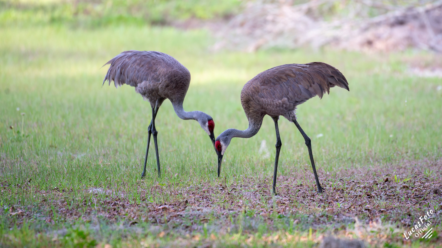 Sandhill Crane