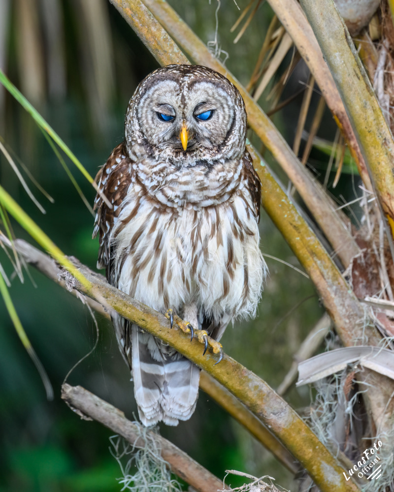 Barred Owl