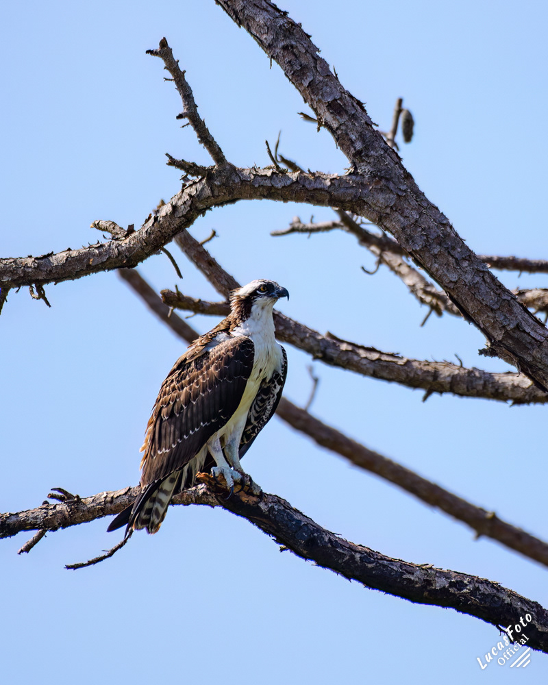 Osprey