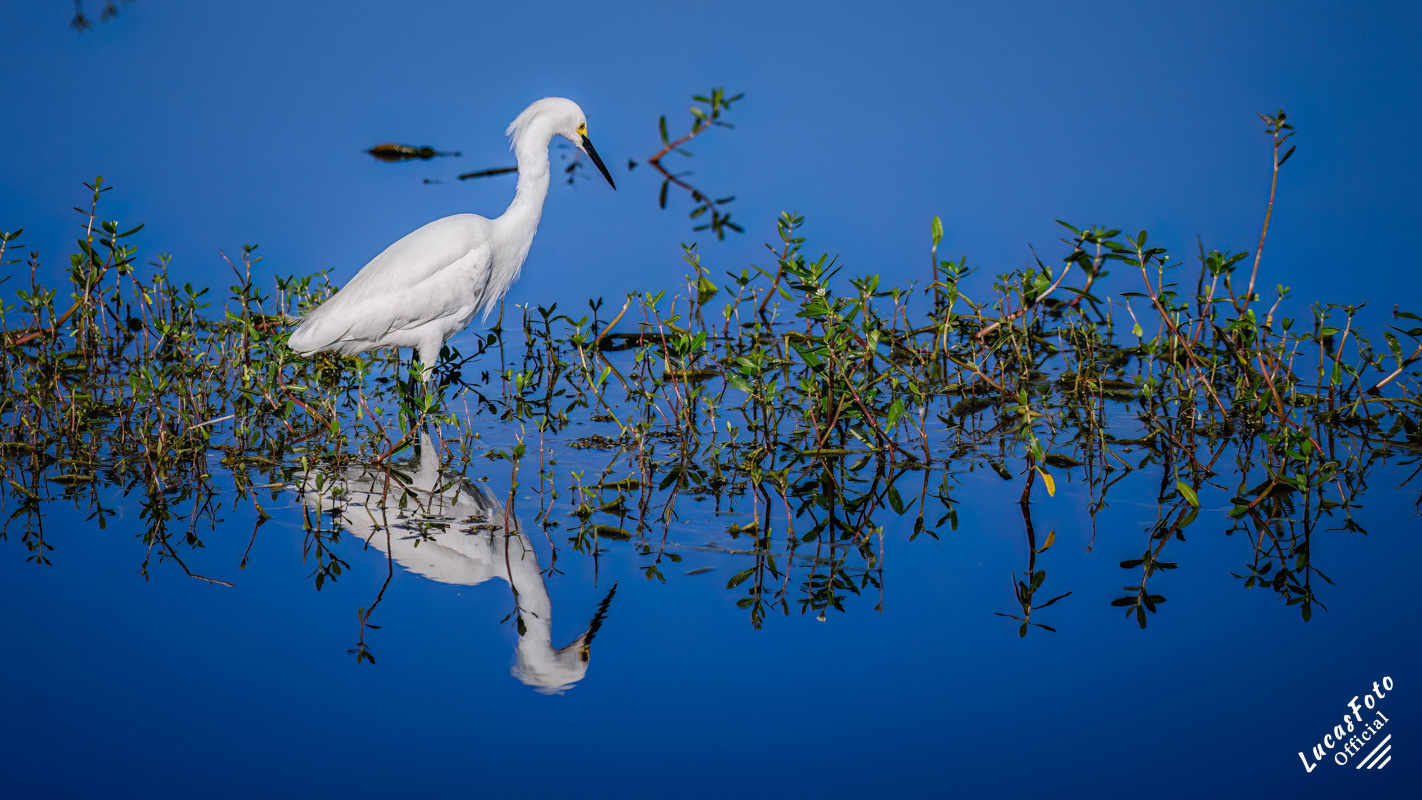 Snowy Egret