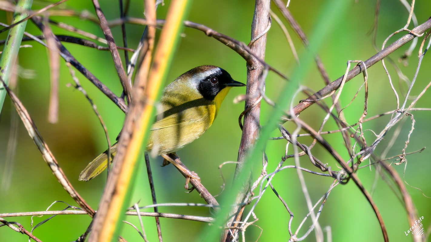 Common Yellowthroat