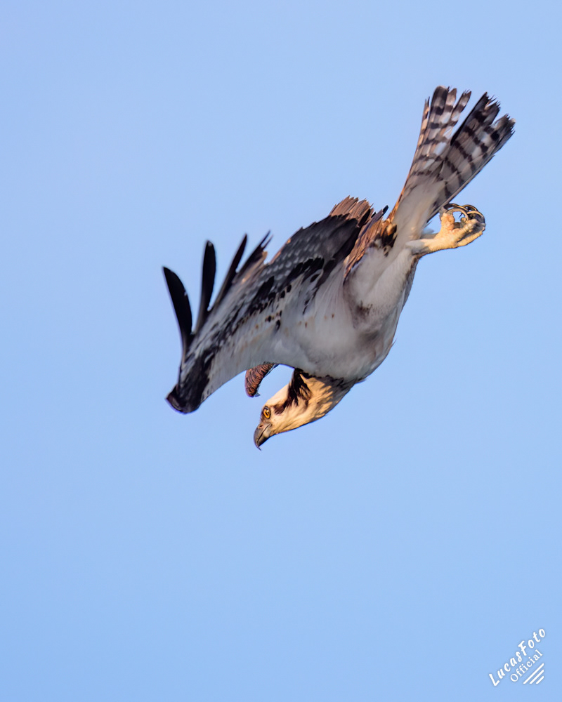 Osprey