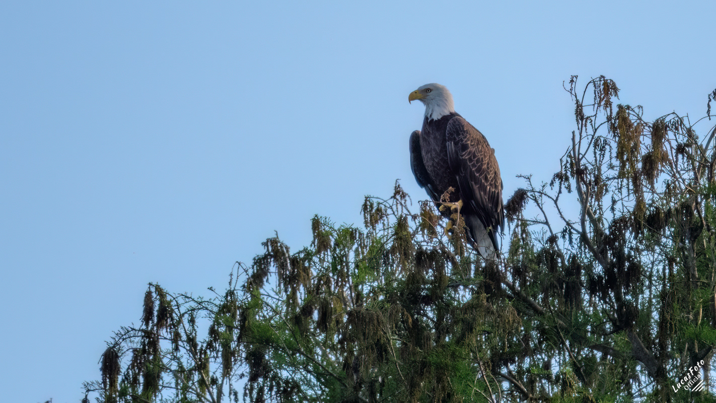 Bald Eagle