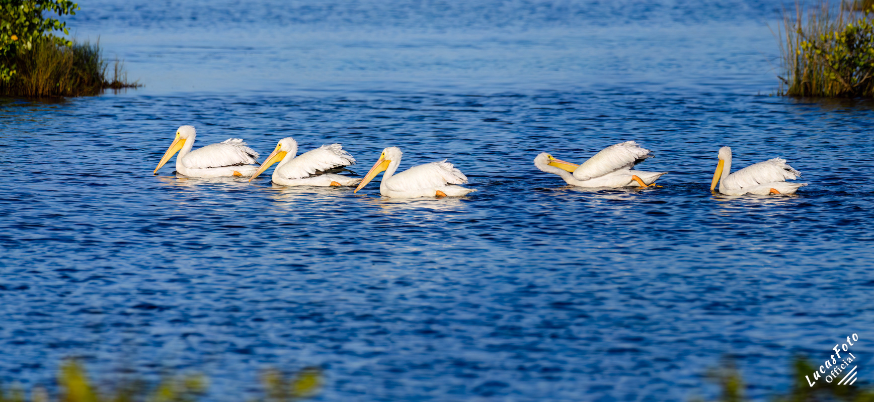 American White Pelican