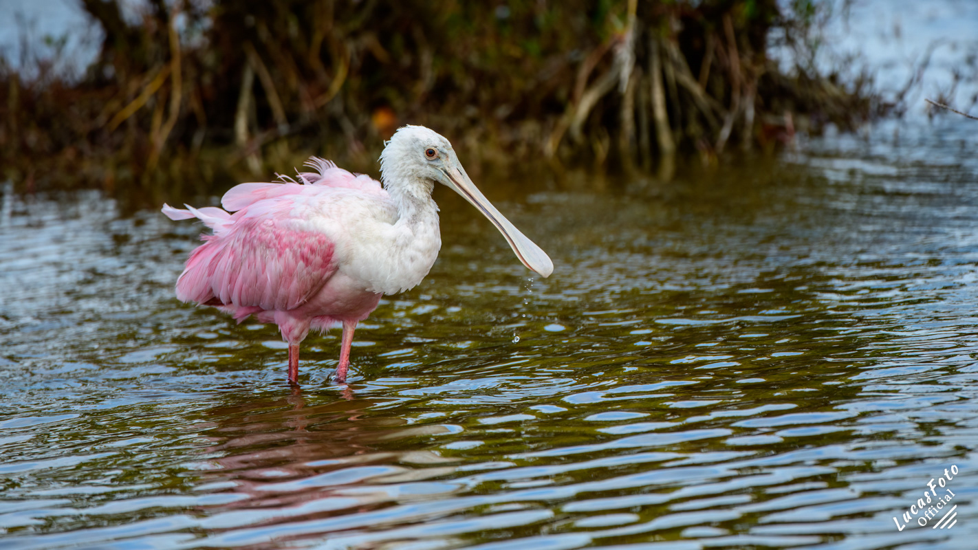 Roseate Spoonbill