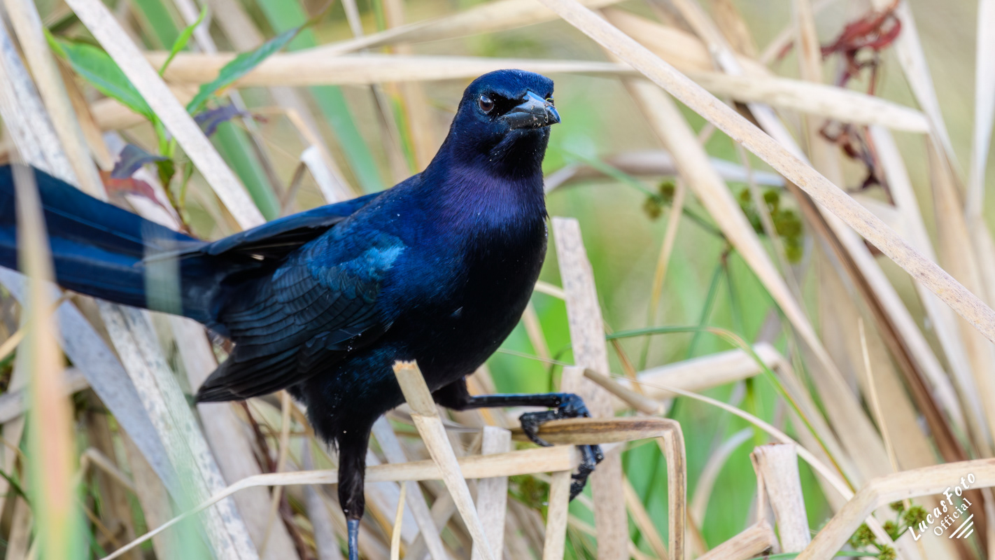 Boat-tailed Grackle