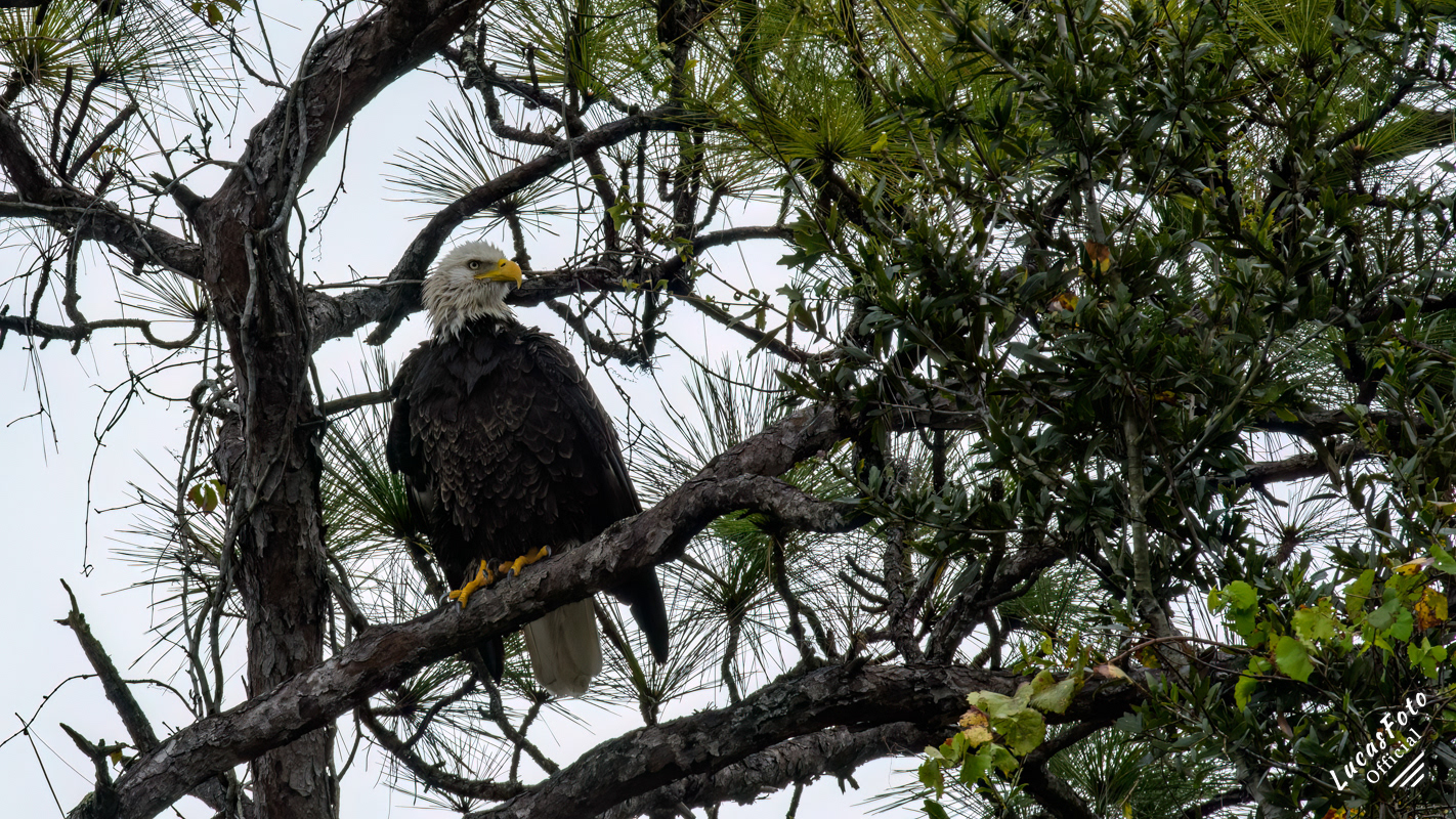 Bald Eagle
