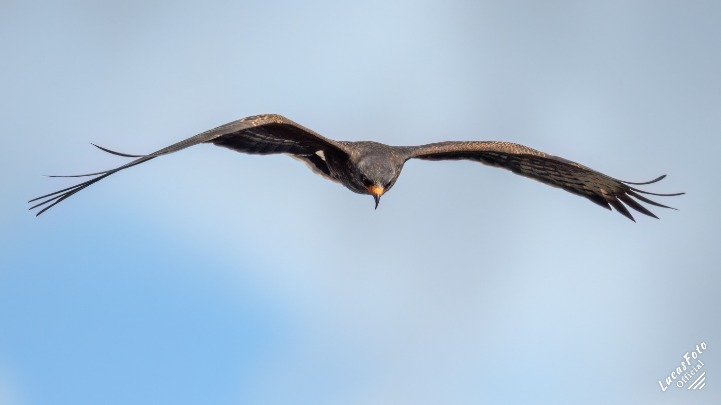 Snail Kite