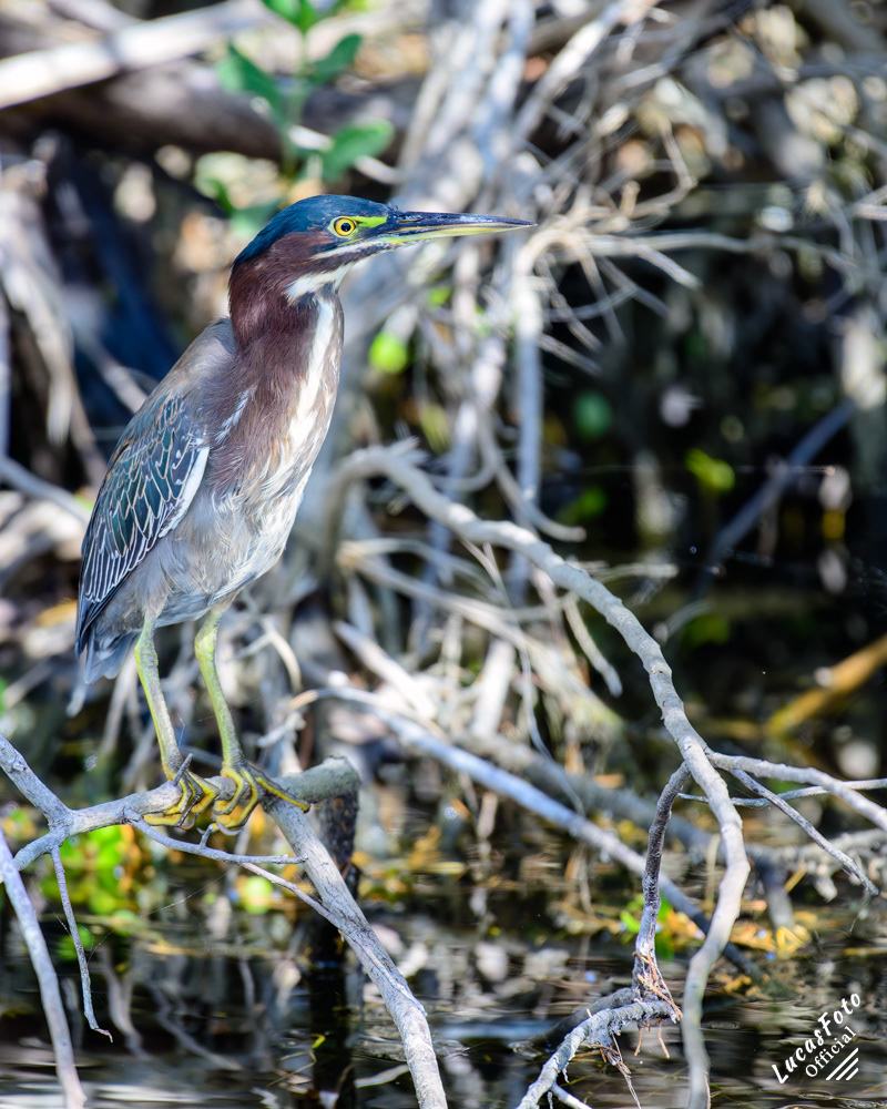 Green Heron