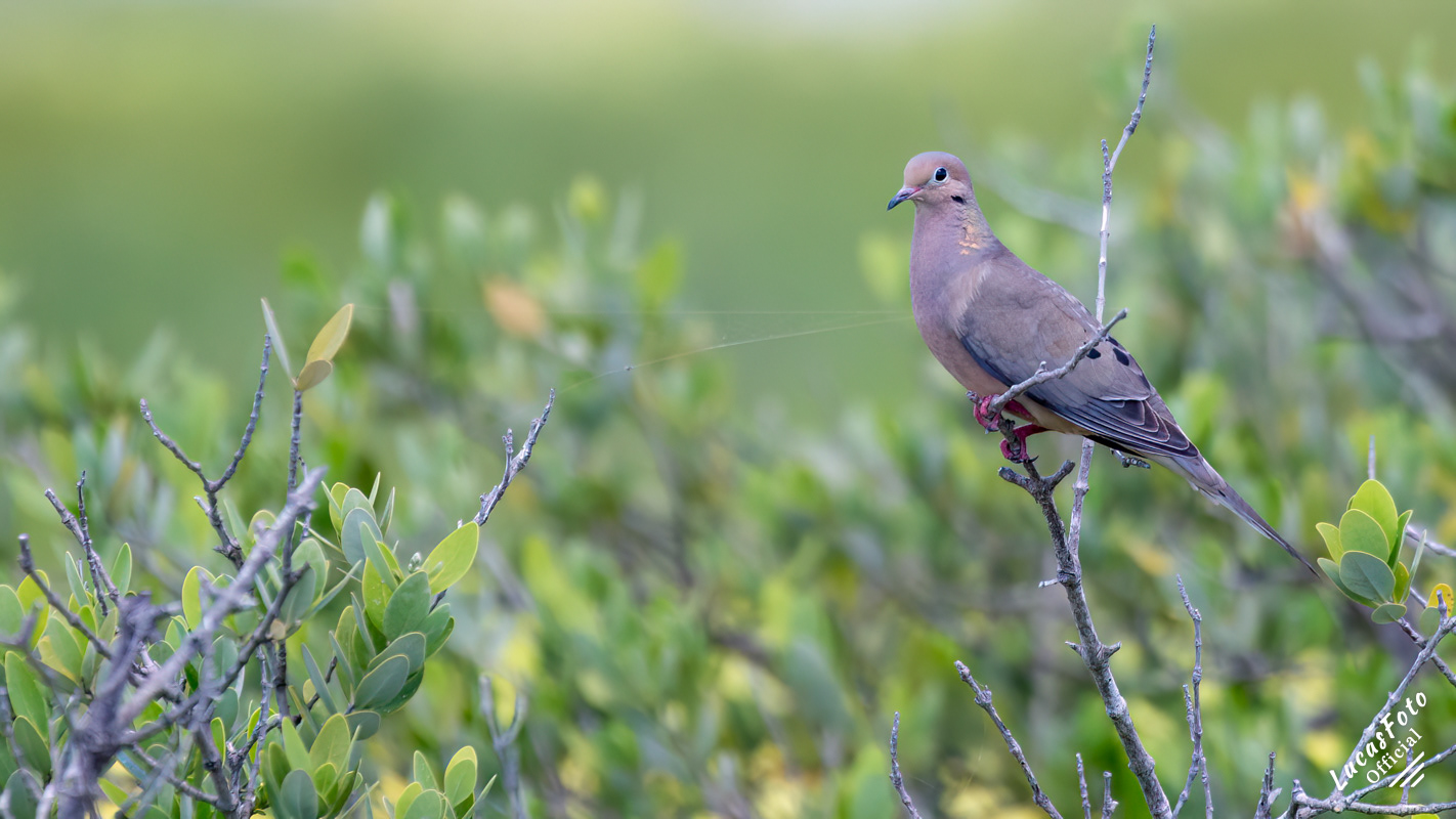 Mourning Dove