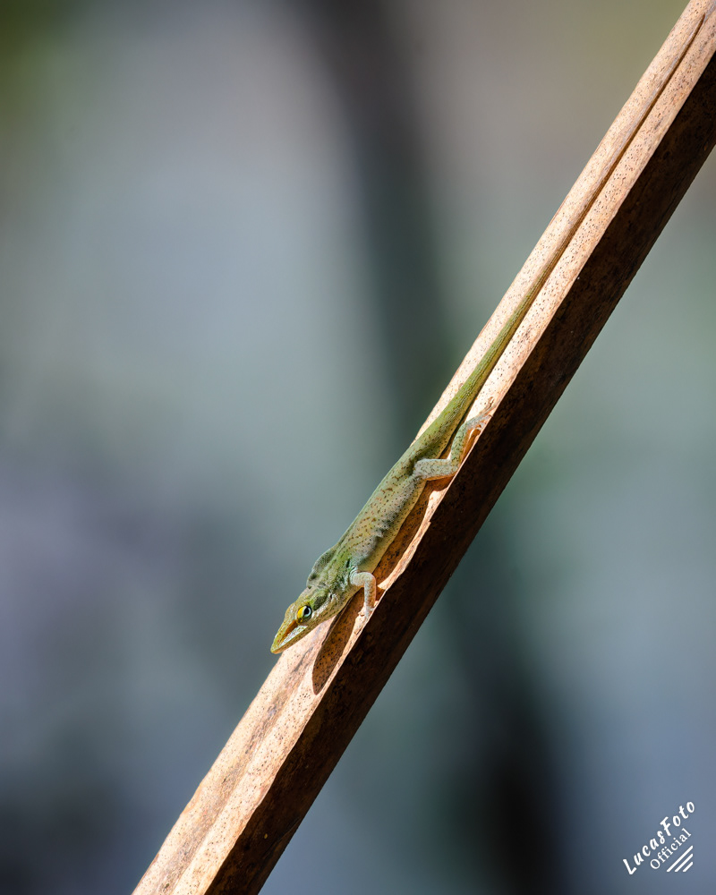 Green Anole