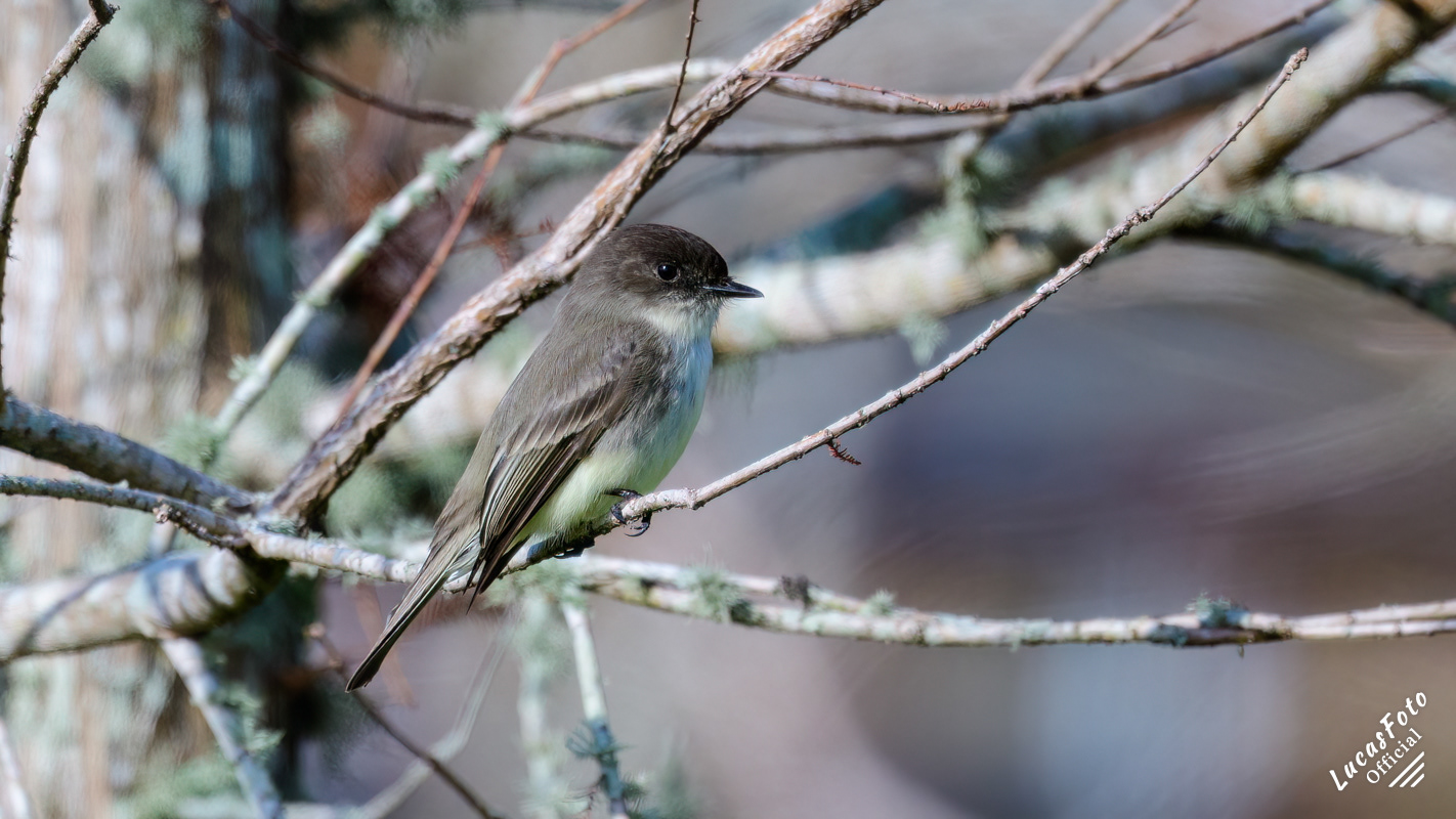 Eastern Phoebe