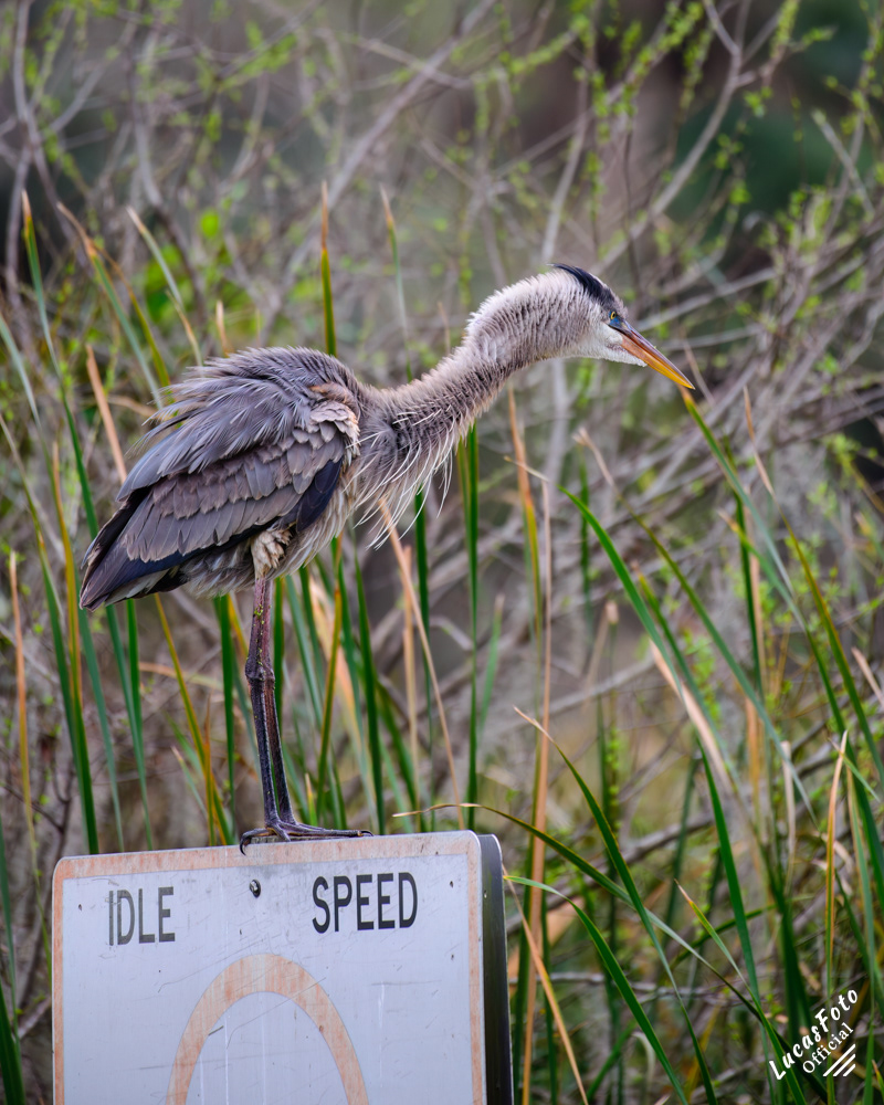 Great Blue Heron