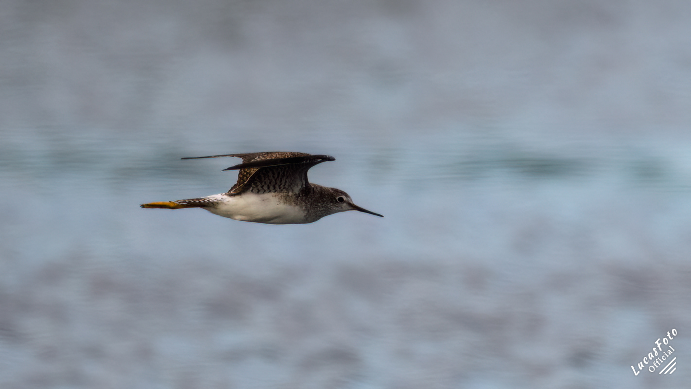 Lesser Yellowlegs