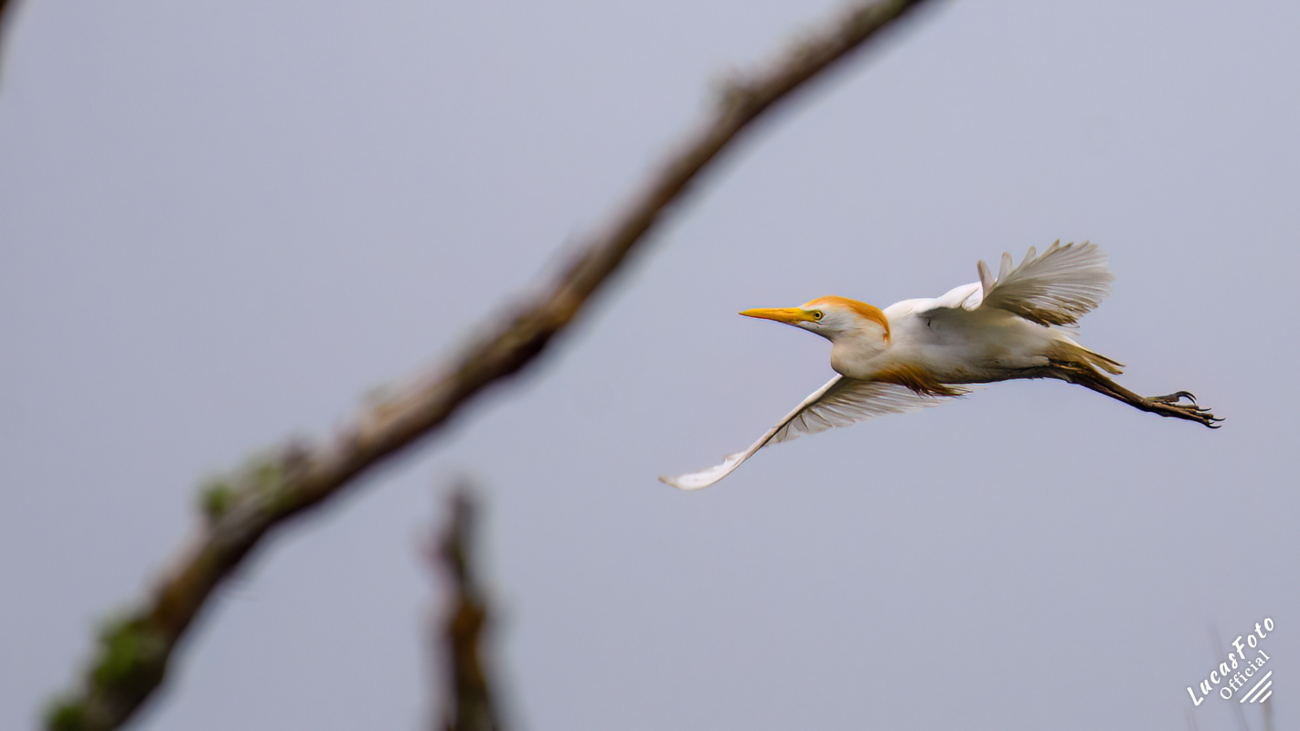 Cattle Egret