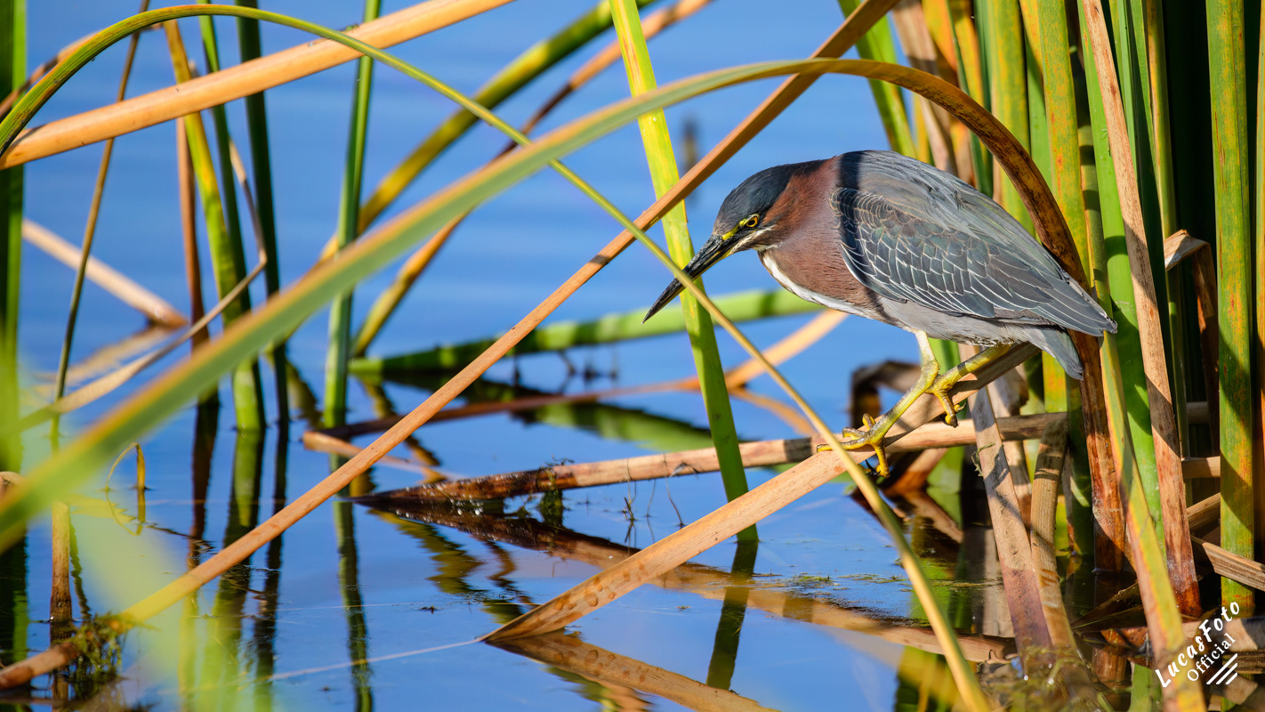 Green Heron