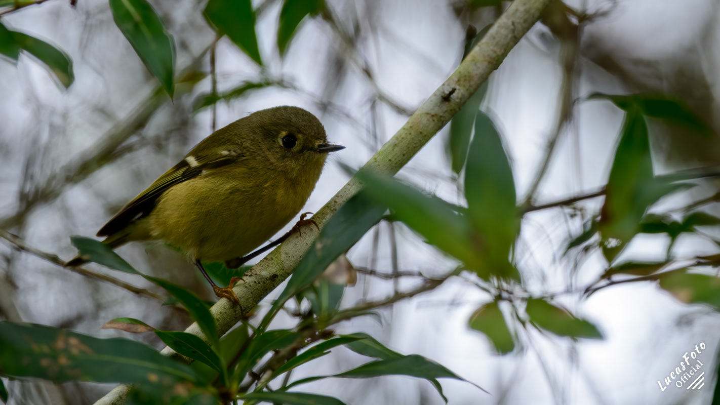 Ruby-crowned Kinglet