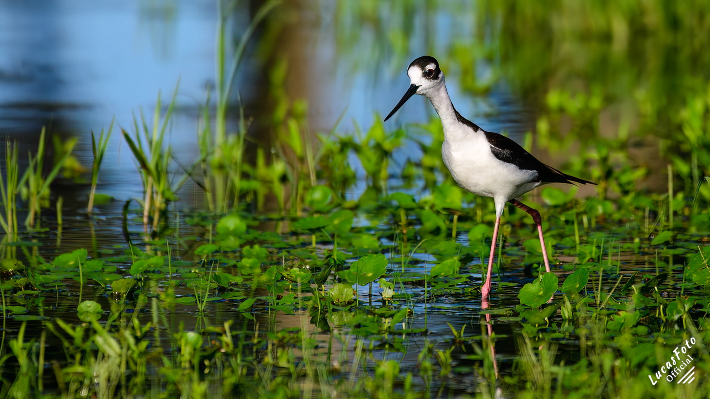 Black-necked Stilt