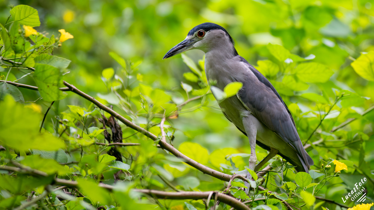 Black-crowned Night Heron