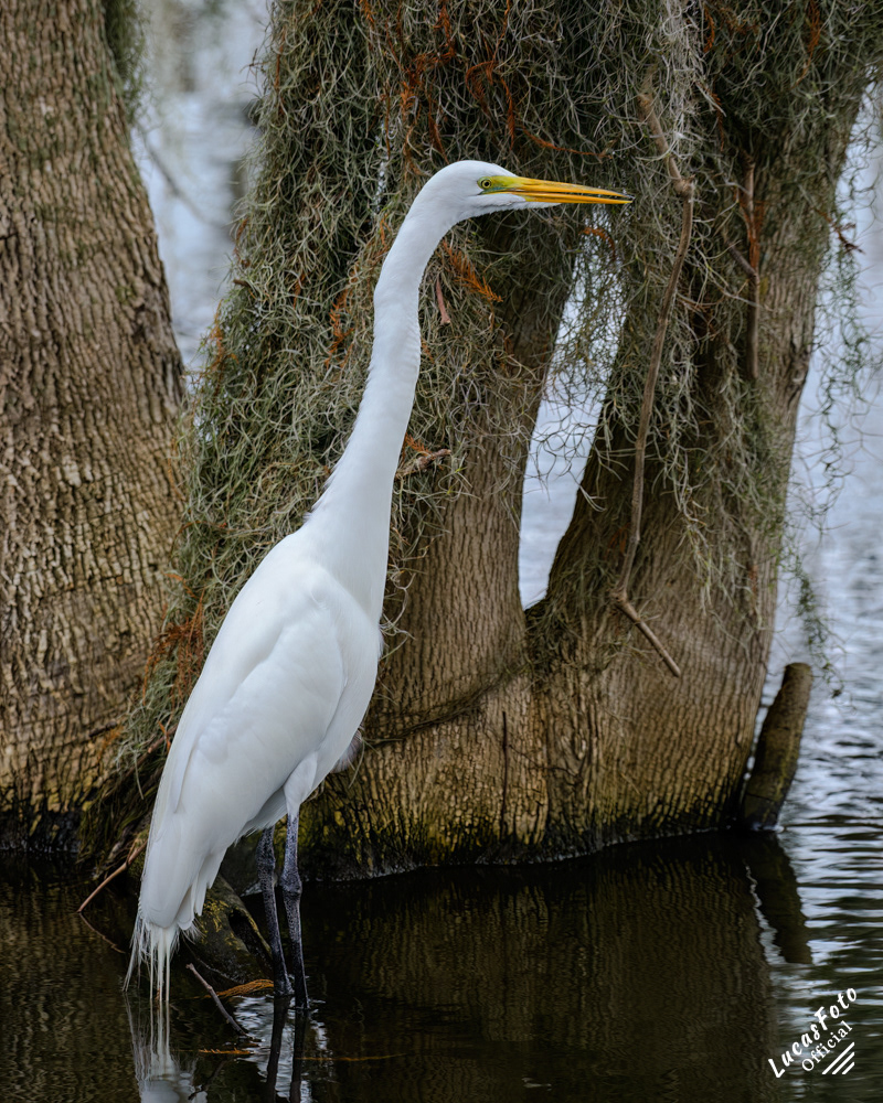 Great Egret