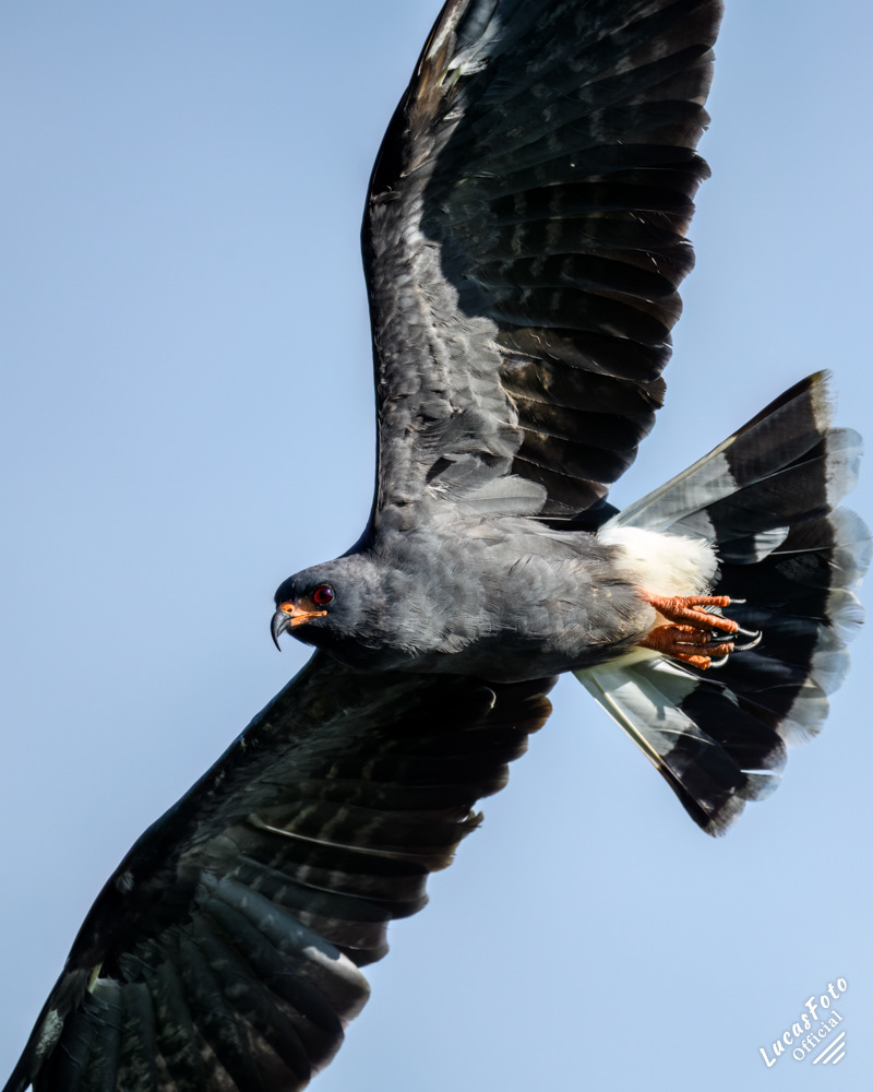 Snail Kite